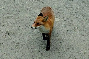 Ochronne szczepienie lisów wolno żyjących przeciwko wściekliźnie
