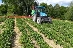 Plantatorzy truskawek w powiecie kieleckim szykują się do zbiorów