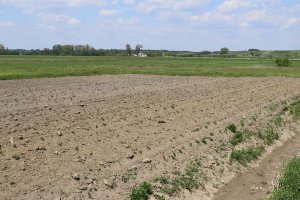 150 tys. zł premii dla młodego rolnika. Wnioski od 3 czerwca.