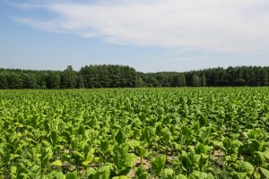 Zasiłek dla rolników z tytułu objęcia kwarantanną
