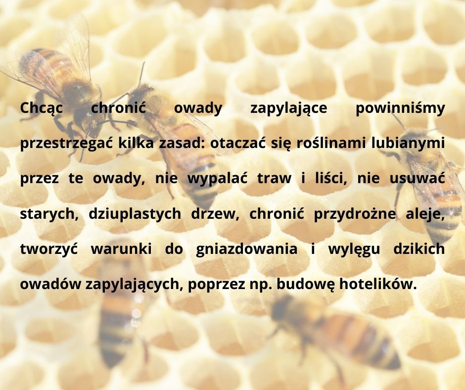GRAFIKA2