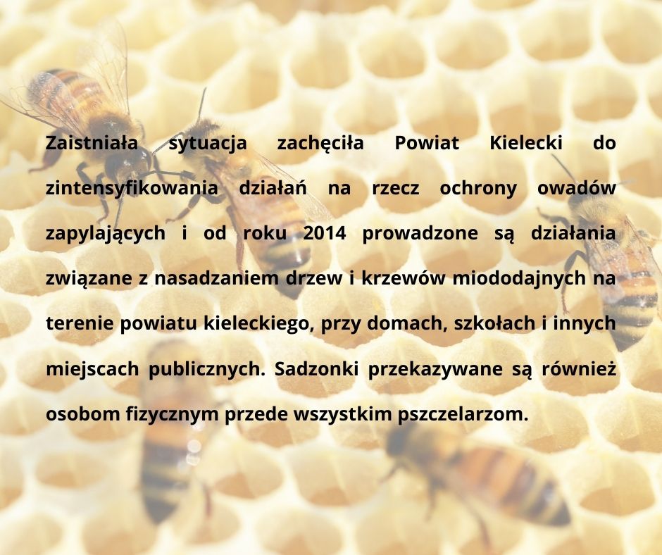 GRAFIKA3