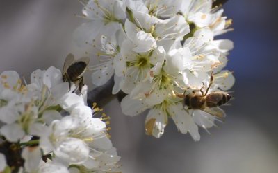 Pszczoły wiosną
