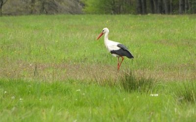 Poszukiwani wolontariusze do liczenia bocianów