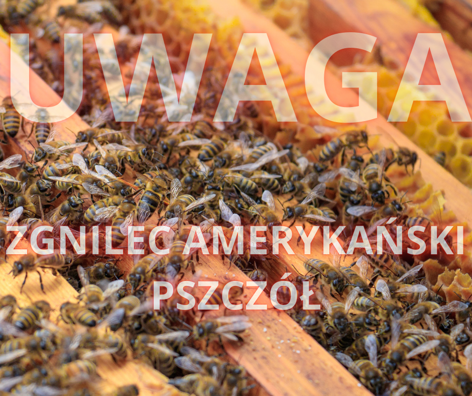 Ognisko zgnilca amerykańskiego pszczół w Zgórsku