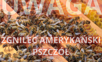 Ognisko zgnilca amerykańskiego pszczół w Zgórsku