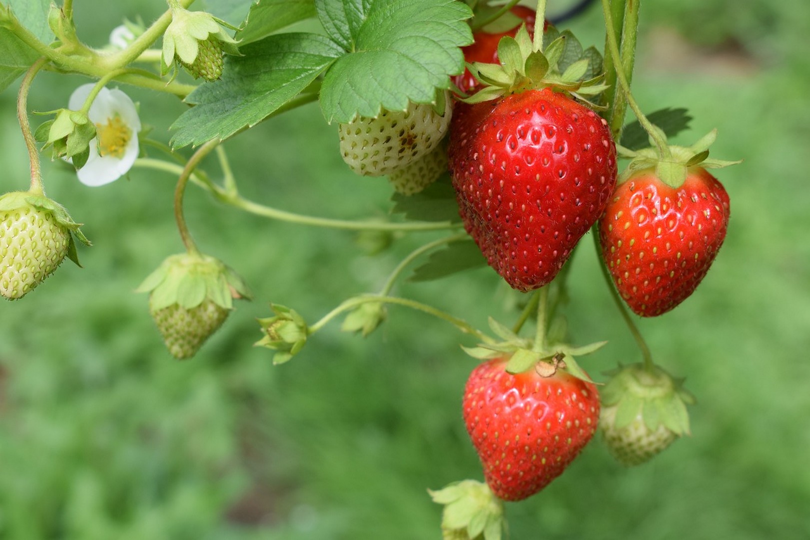Straty na plantacjach truskawek 