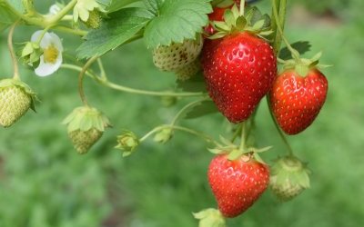 Straty na plantacjach truskawek po wiosennych przymrozkach