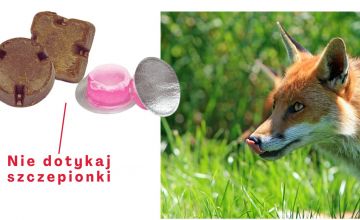 Szczepienia lisów przeciwko wściekliźnie