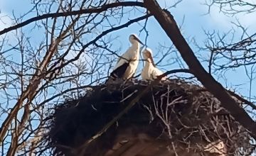 Bociany wracają! Są także w powiecie kieleckim