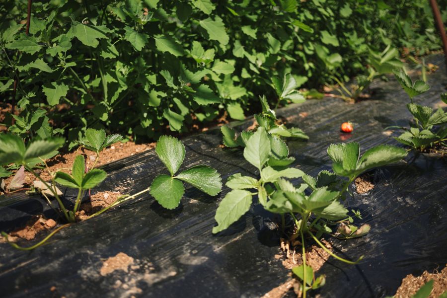 Obawy plantatorów po przymrozkach