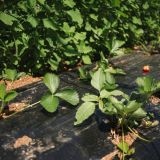 Obawy plantatorów po przymrozkach