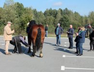 Miłośnicy koni zebrali się w Woli Łagowskiej