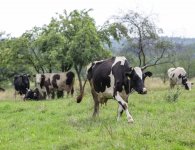 Poznajmy starostów dożynek powiatu kieleckiego i gminy Pierzchnica