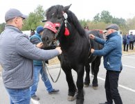 Miłośnicy koni zebrali się w Woli Łagowskiej
