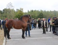 Miłośnicy koni zebrali się w Woli Łagowskiej