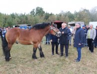 Miłośnicy koni zebrali się w Woli Łagowskiej