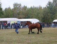Miłośnicy koni zebrali się w Woli Łagowskiej