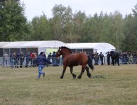 Miłośnicy koni zebrali się w Woli Łagowskiej