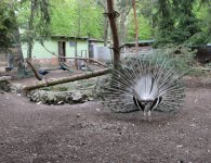 Inauguracja sezonu turystycznego w ZOO Leśne Zacisze