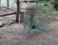 Inauguracja sezonu turystycznego w ZOO Leśne Zacisze