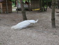 Inauguracja sezonu turystycznego w ZOO Leśne Zacisze