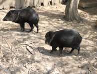 Inauguracja sezonu turystycznego w ZOO Leśne Zacisze
