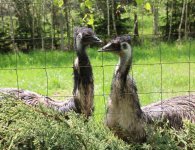 Inauguracja sezonu turystycznego w ZOO Leśne Zacisze