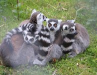 Inauguracja sezonu turystycznego w ZOO Leśne Zacisze