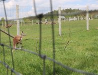 Inauguracja sezonu turystycznego w ZOO Leśne Zacisze