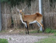Inauguracja sezonu turystycznego w ZOO Leśne Zacisze