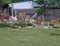Inauguracja sezonu turystycznego w ZOO Leśne Zacisze