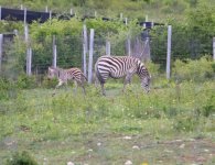 Inauguracja sezonu turystycznego w ZOO Leśne Zacisze