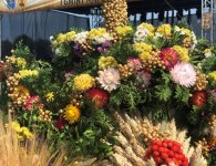 Dożynki Powiatu Kieleckiego i Gminy Mniów