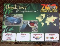 „Leśne zacisze” w Lisowie