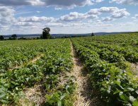 Plantatorzy szykują się do zbiorów. Truskawek będzie mniej