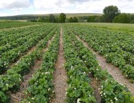 Plantatorzy szykują się do zbiorów. Truskawek będzie mniej