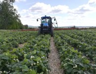 Plantatorzy szykują się do zbiorów. Truskawek będzie mniej