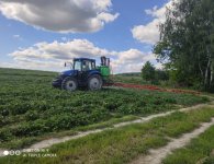 Plantatorzy szykują się do zbiorów. Truskawek będzie mniej