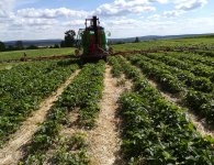 Plantatorzy szykują się do zbiorów. Truskawek będzie mniej