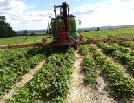 Plantatorzy szykują się do zbiorów. Truskawek będzie mniej