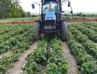 Plantatorzy szykują się do zbiorów. Truskawek będzie mniej