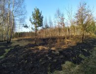 W lasach susza. Ogromne ryzyko pożarów
