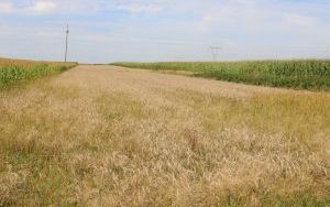 Starosta dożynek z powiatu kieleckiego (6)