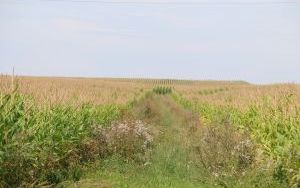 Starosta dożynek z powiatu kieleckiego (1)