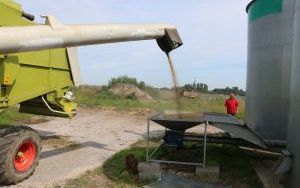 Starosta dożynek z powiatu kieleckiego (1)