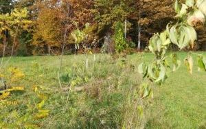 W trosce o pszczoły i inne owady (2)