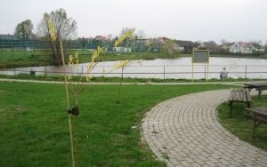 W trosce o pszczoły i inne owady (4)
