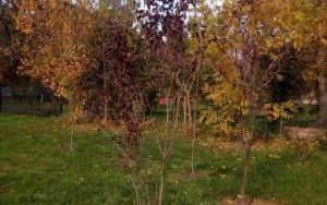 W trosce o pszczoły i inne owady (8)