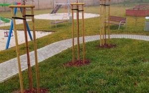 Drzewka miododajne znów trafią do wszystkich gmin (2)